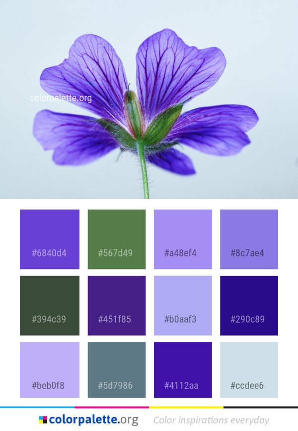 Flower Violet Purple Color Palette