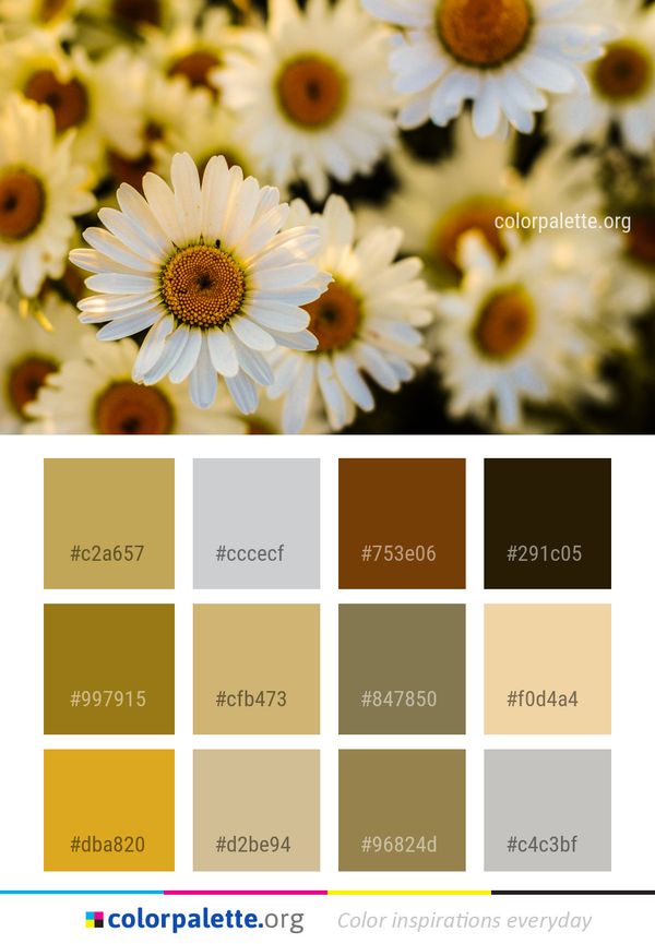 Flower Yellow Daisy Color Palette