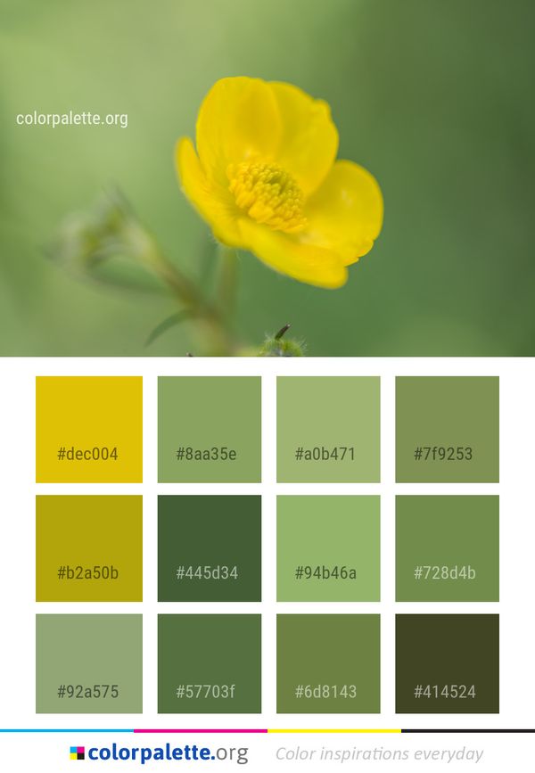 Flower Yellow Wildflower Color Palette