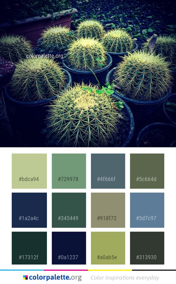 Plant Cactus Vegetation Color Palette