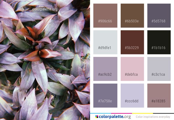 Plant Flora Flower Color Palette