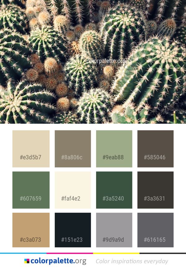Plant Vegetation Cactus Color Palette