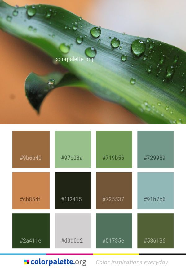 Water Dew Leaf Color Palette