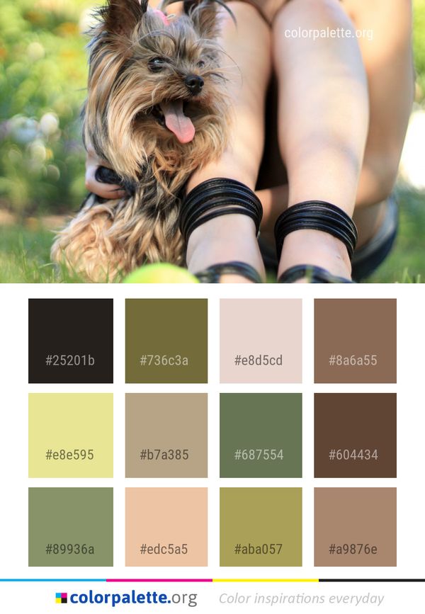 Dog Like Mammal Breed Color Palette