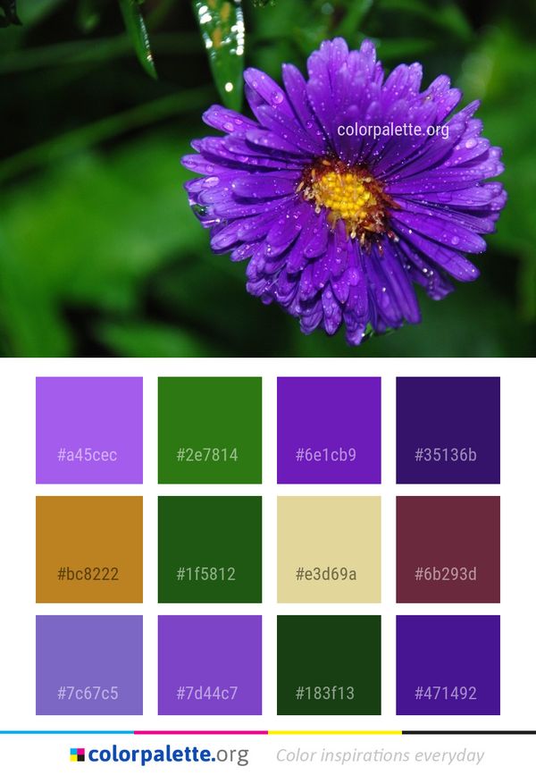 Flower Flora Aster Color Palette