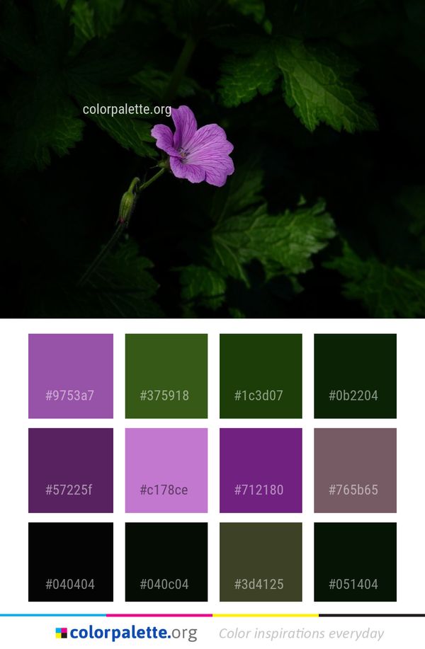 Flower Flora Plant Color Palette