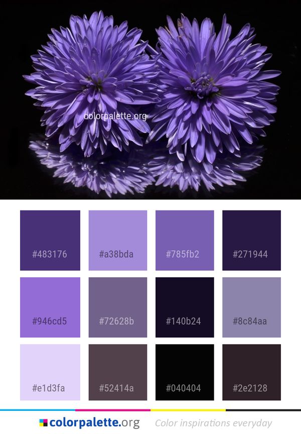 Flower Purple Violet Color Palette