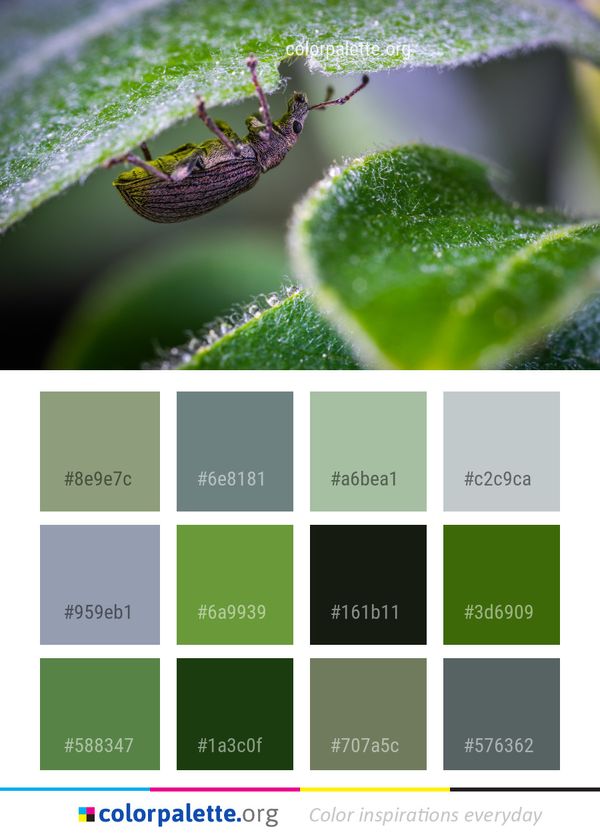 Insect Macro Photography Leaf Color Palette