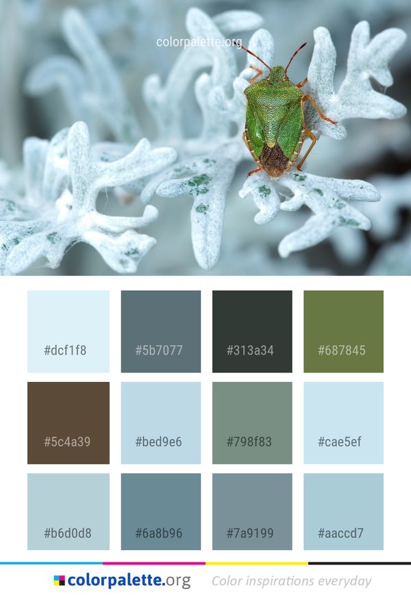 Macro Photography Organism Plant Color Palette