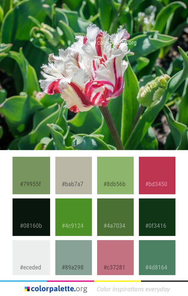 Plant Flower Flora Color Palette