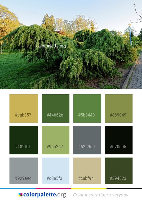 Tree Ecosystem Woody Plant Color Palette