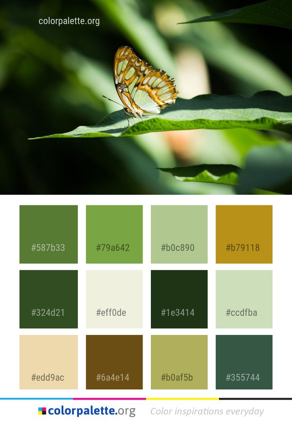 Butterfly Insect Moths And Butterflies Color Palette