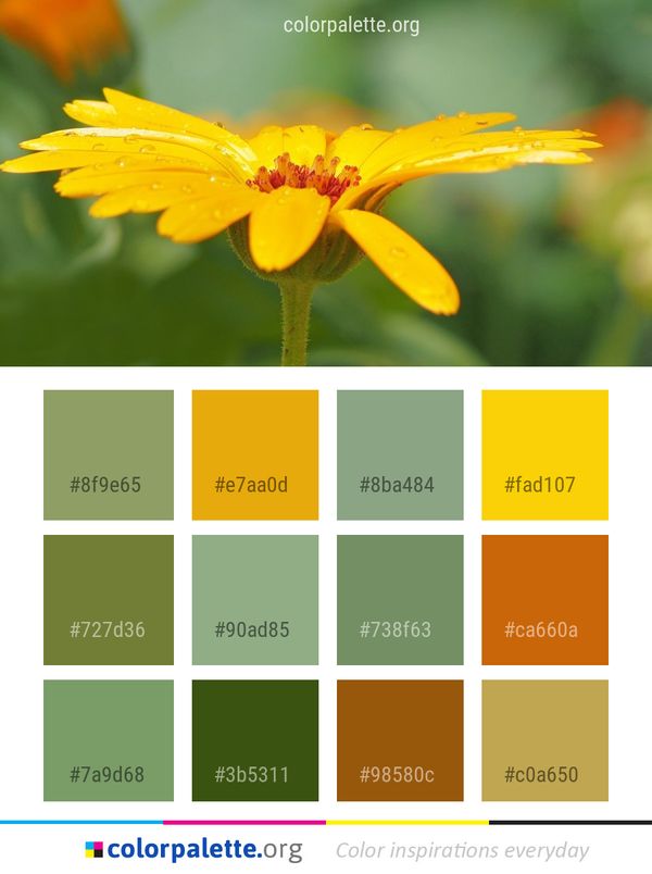 Flower Yellow Flora Color Palette