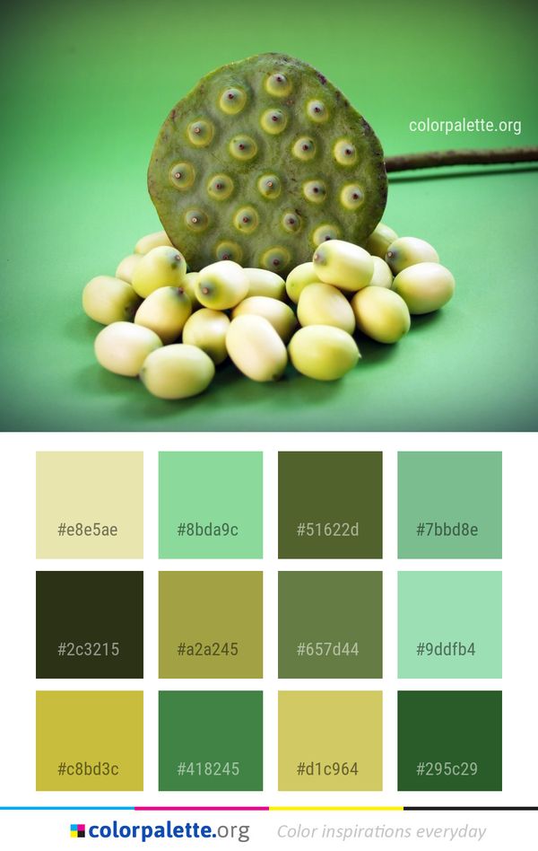 Fruit Organism Still Life Photography Color Palette