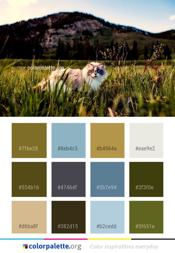 Grass Sky Grassland Color Palette