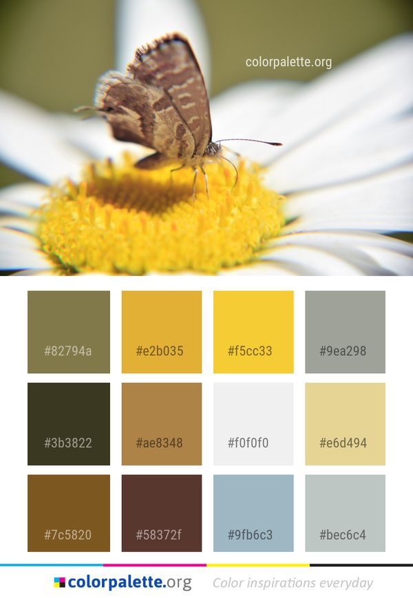 Insect Moths And Butterflies Butterfly Color Palette