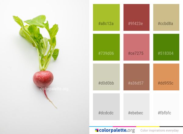 Radish Vegetable Produce Color Palette