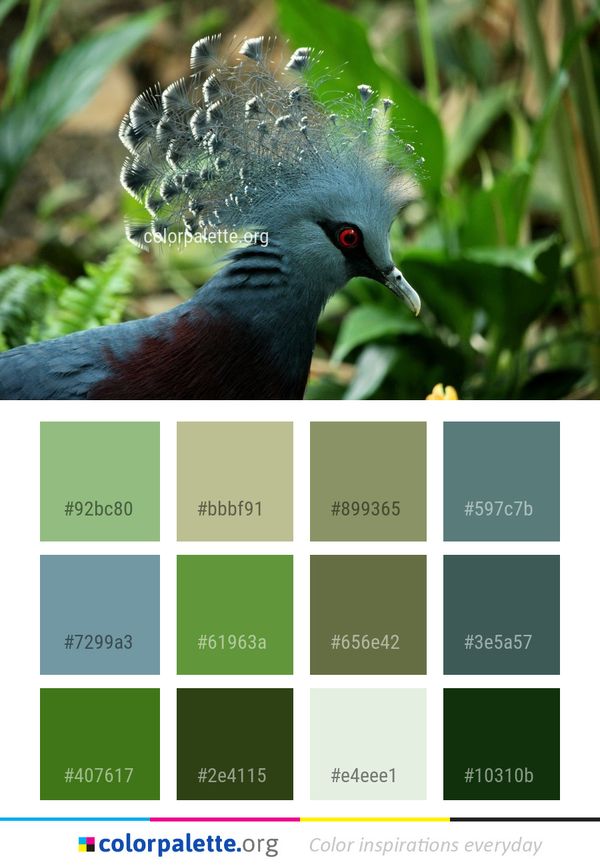 Bird Beak Fauna Color Palette