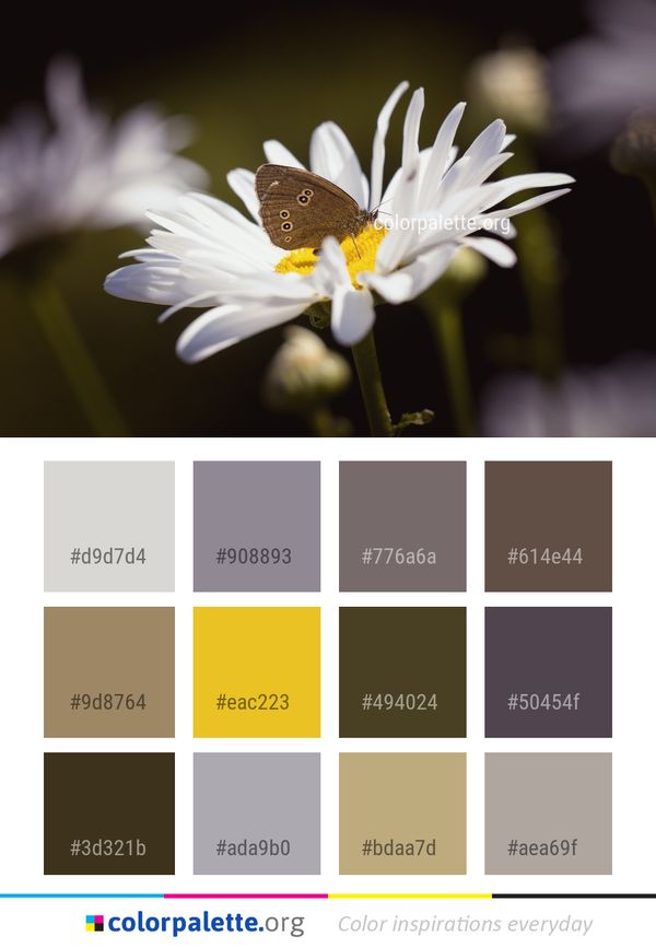 Flower Oxeye Daisy Flora Color Palette