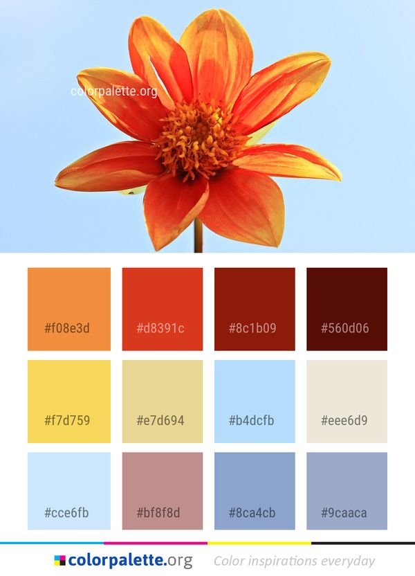 Flower Yellow Orange Color Palette