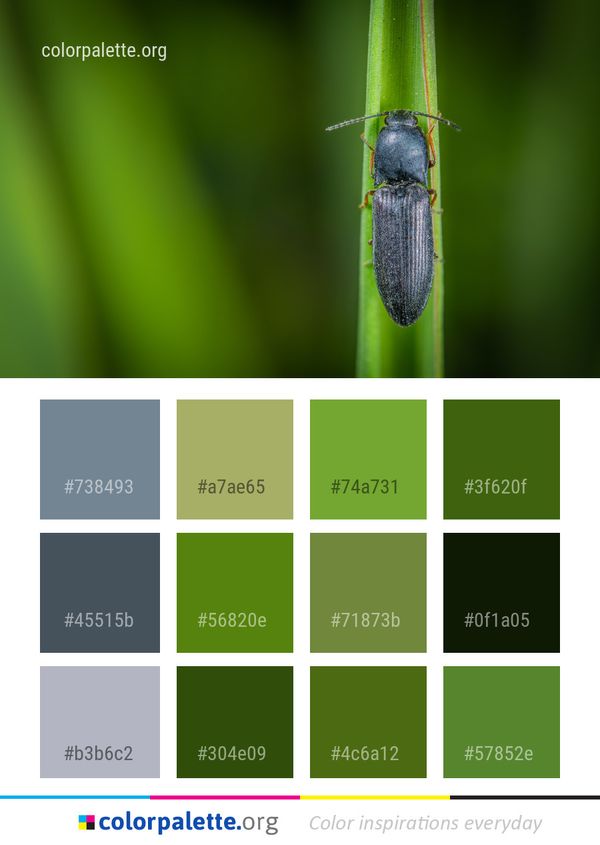 Insect Macro Photography Damselfly Color Palette
