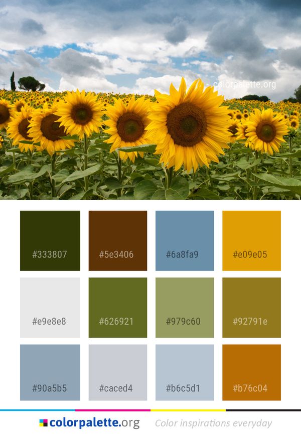 Sunflower Flower Sky Color Palette