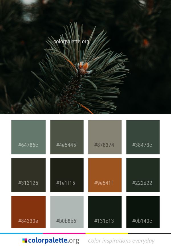 Tree Pine Family Spruce Color Palette