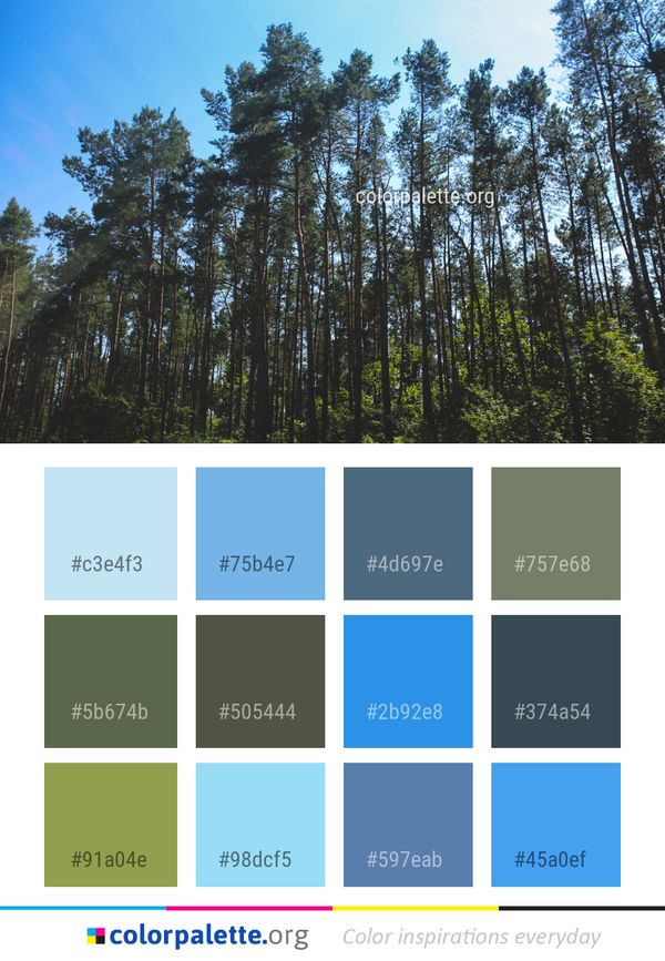 Tree Spruce Fir Forest Ecosystem Color Palette