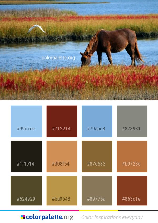 Wildlife Grassland Nature Reserve Color Palette