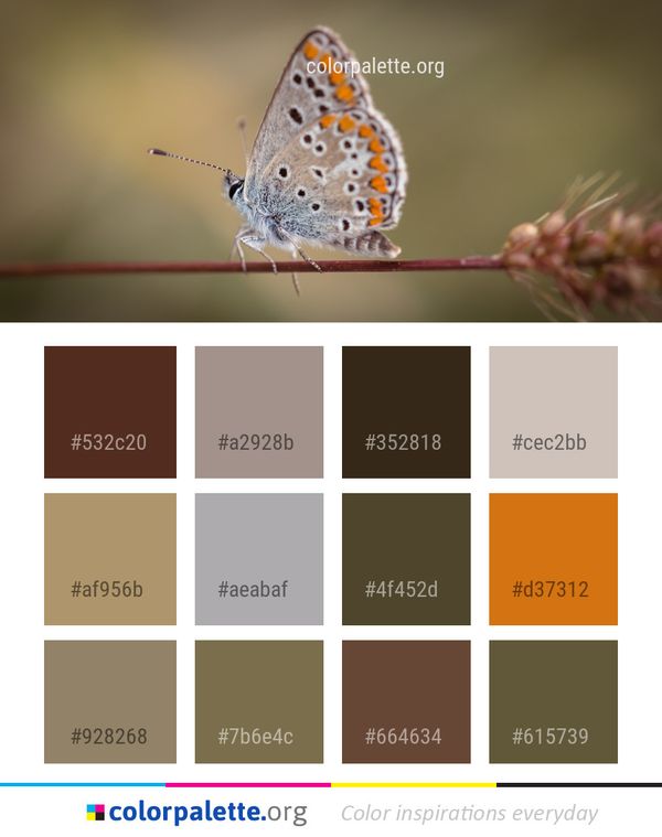 Butterfly Insect Lycaenid Color Palette