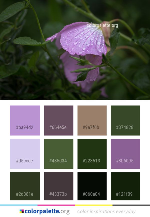 Flower Plant Flora Color Palette
