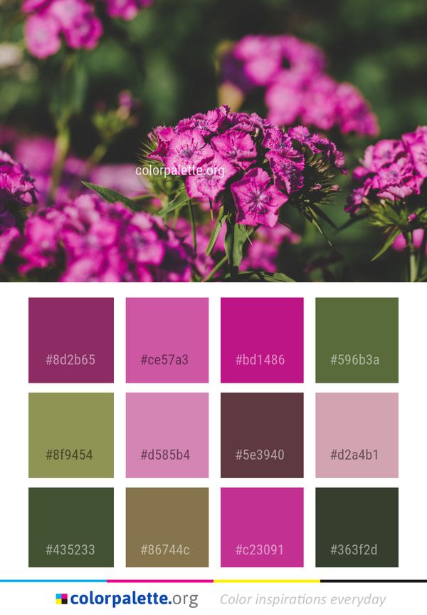Flower Plant Pink Color Palette