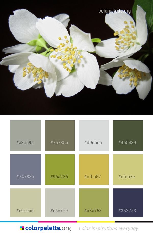Flower White Flora Color Palette