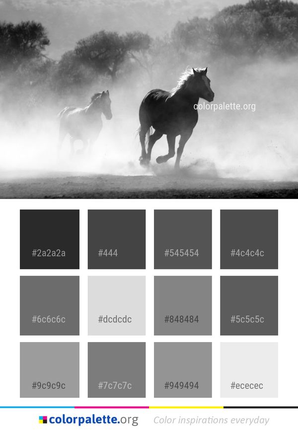 Horse Black And White Monochrome Photography Color Palette