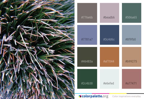 Plant Flora Grass Color Palette