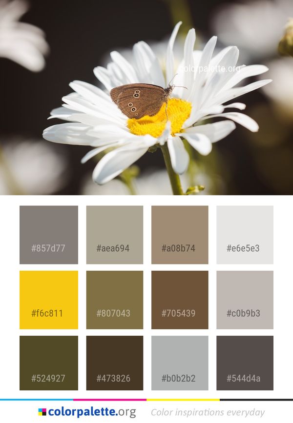 Flower Oxeye Daisy Color Palette