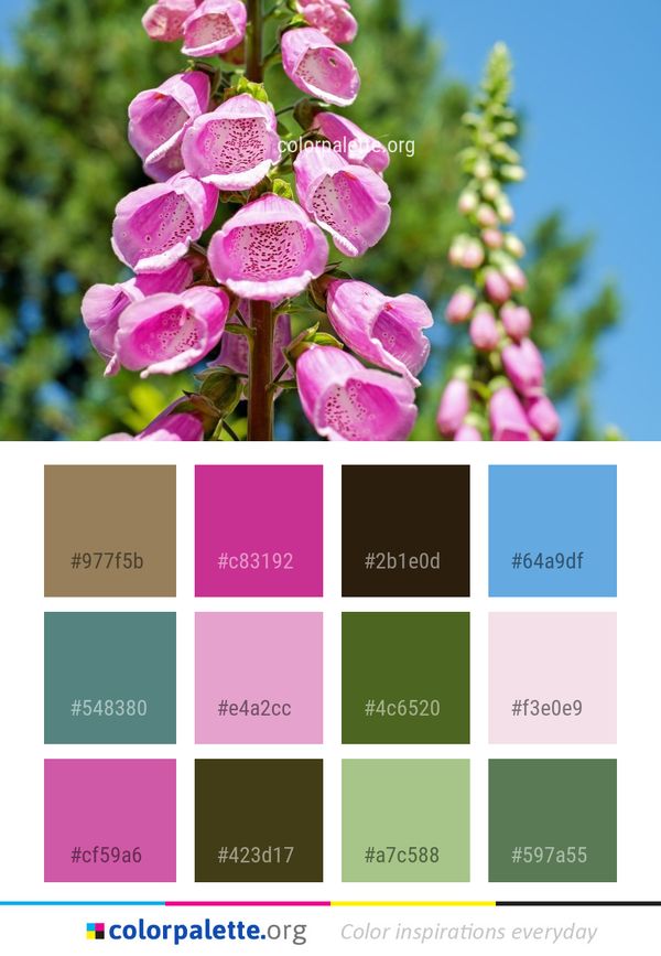 Flower Pink Plant Color Palette