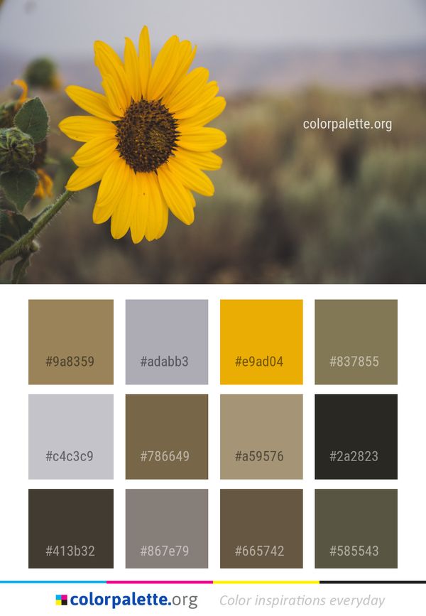 Flower Yellow Flora Color Palette