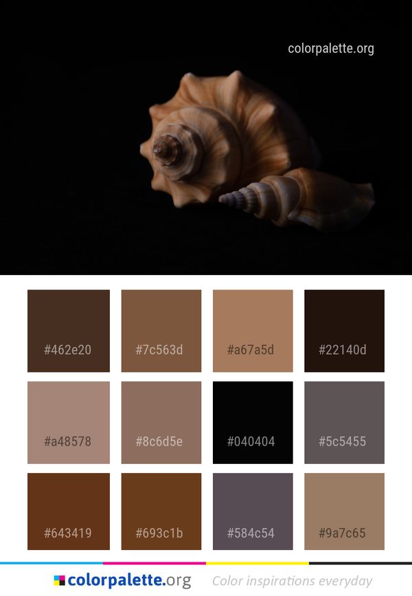 Organism Darkness Still Life Photography Color Palette