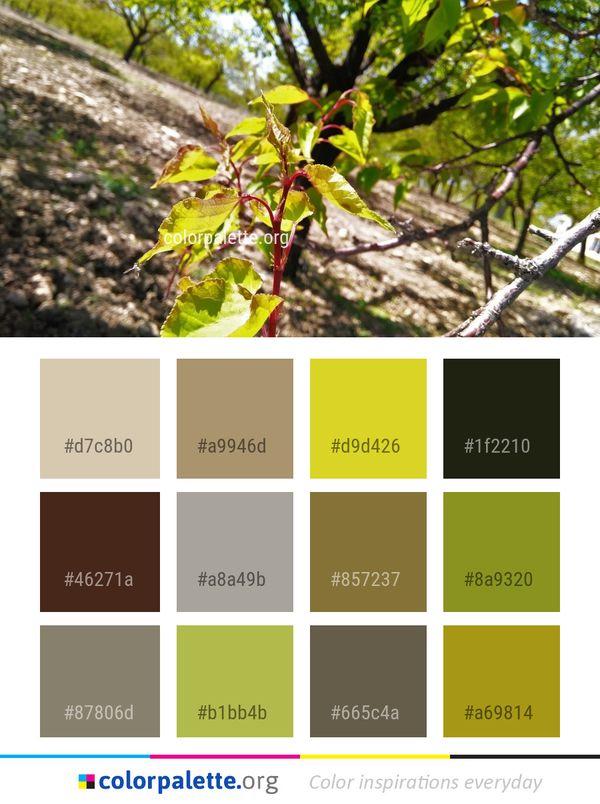 Plant Tree Vegetation Color Palette