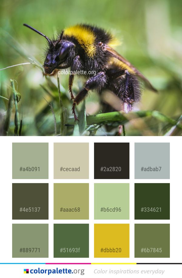 Bumblebee Insect Bee Color Palette