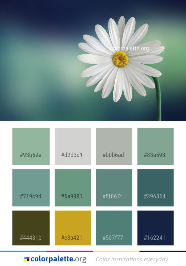 Flower Daisy White Color Palette