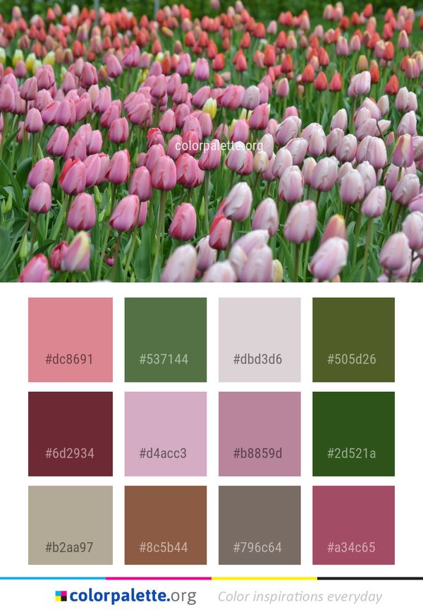 Flower Plant Pink Color Palette