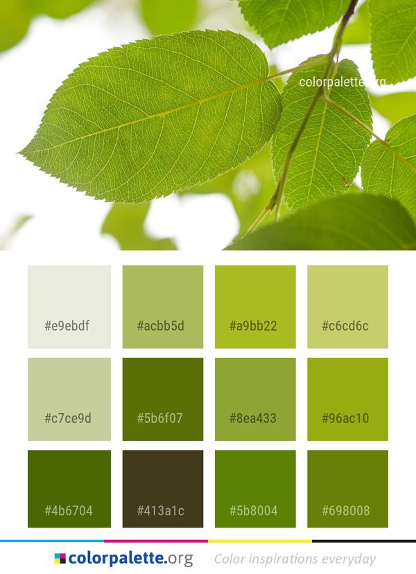 Leaf Elm Family Color Palette
