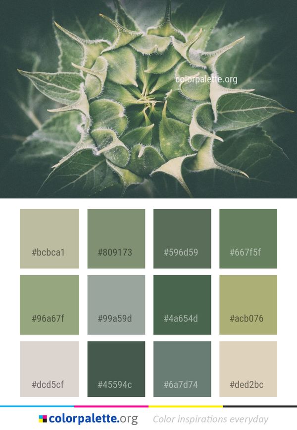 Plant Leaf Flora Color Palette