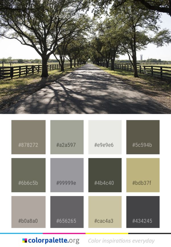 Tree Path Woody Plant Color Palette