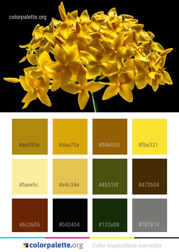 Yellow Flower Flora Color Palette