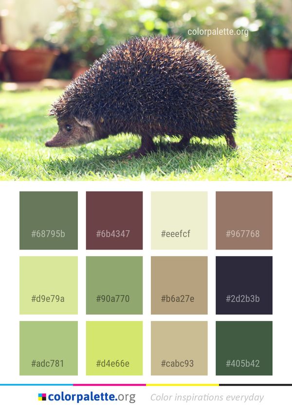 Hedgehog Echidna Domesticated Color Palette