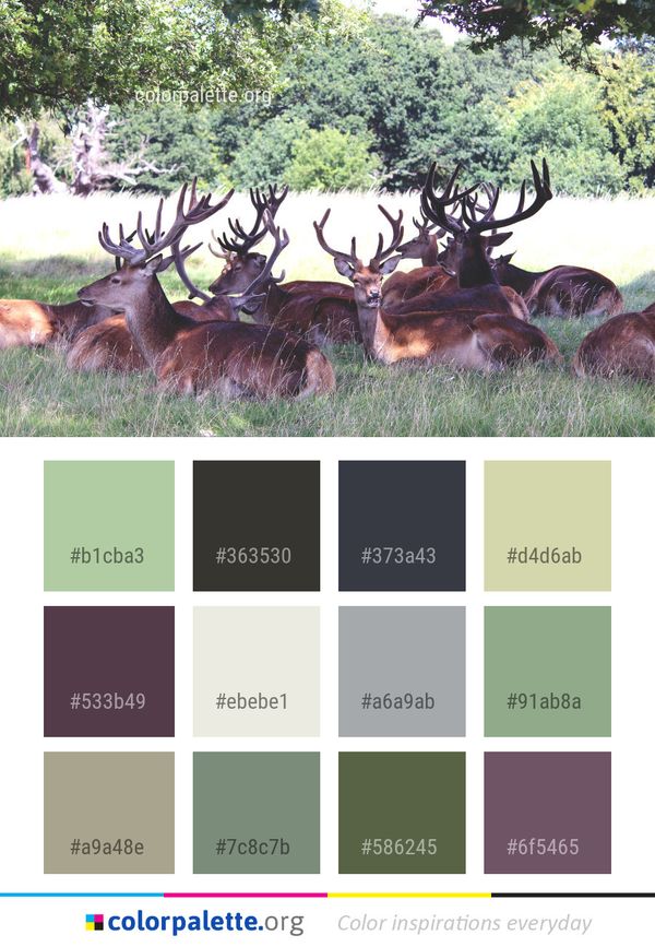 Wildlife Deer Fauna Color Palette