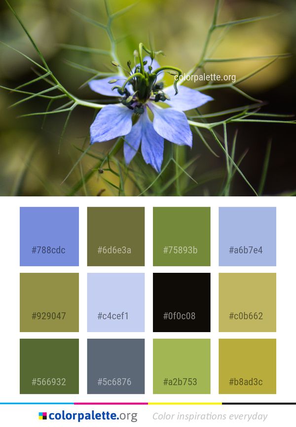 Flower Flora Plant Color Palette